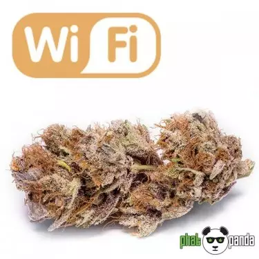 Wi Fi de Phat Panda. Variedad Feminizada - Grow Barato