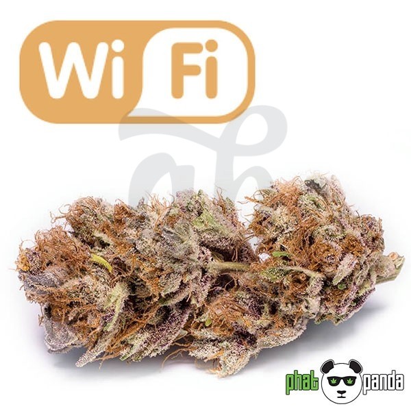 Wi Fi Marijuana Plant