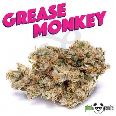 Plante de cannabis Grease Monkey