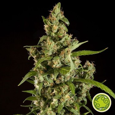 Jamaican Blueberry BX regular Cannabis Plant