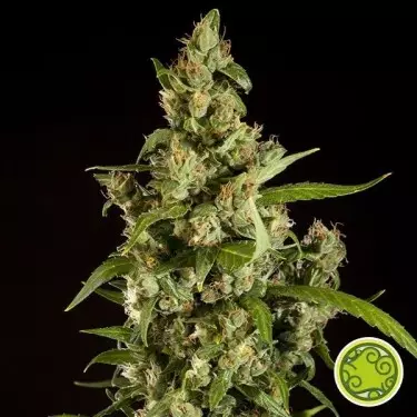 Jamaican Blueberry BX de Philosopher Seeds - Grow Barato