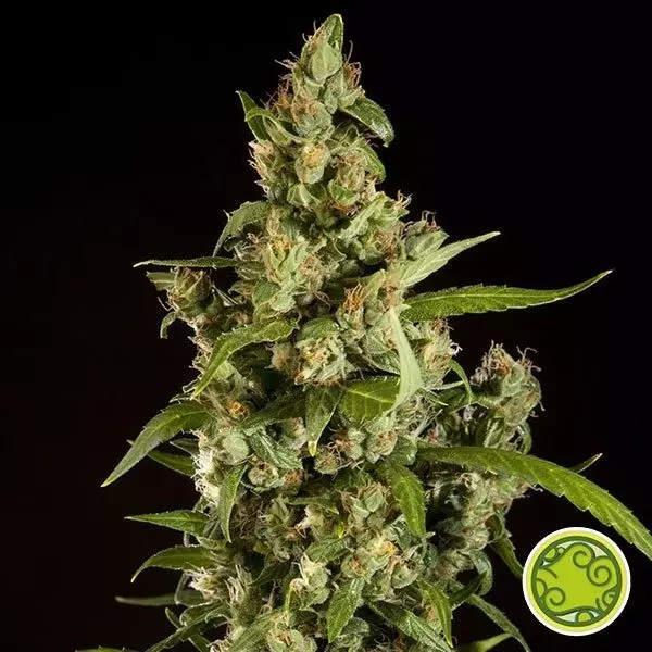 View Jamaican Blueberry BX de Philosopher Seeds - Grow Barato