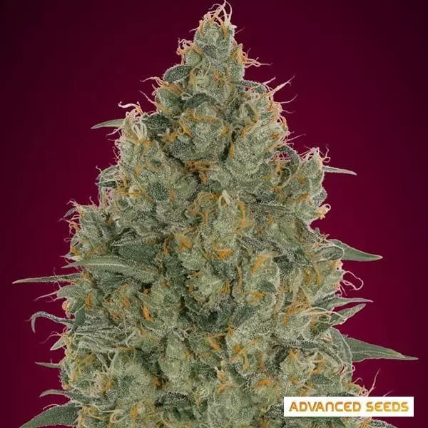 View Morango Gum Feminizado Advanced Seeds - GB The Green Brand