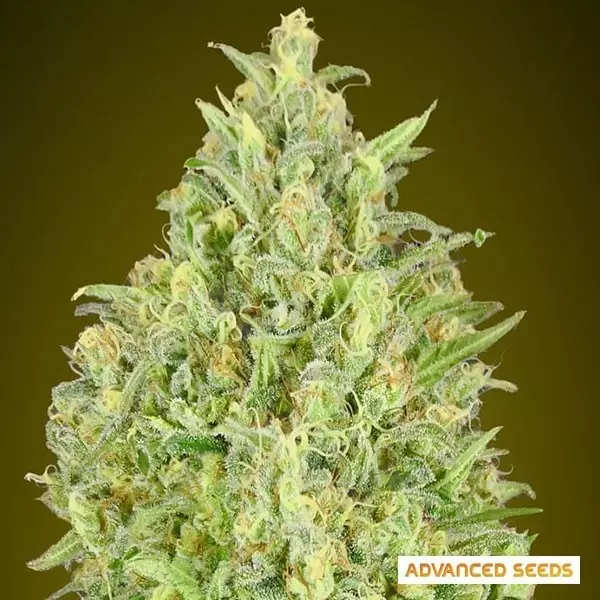 View Auto abacaxi Glue de Advanced Seeds - GB