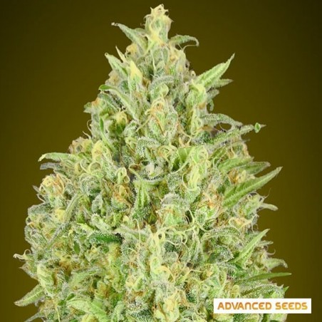 Auto Pineapple Glue de Advanced Seeds - GB