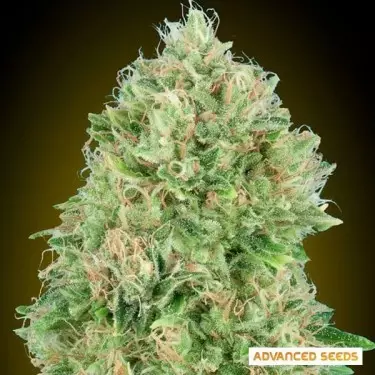 Pineapple Glue feminizada de Advanced Seeds - Grow Barato