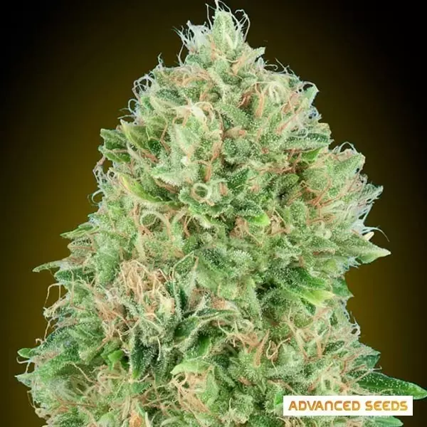 View Pineapple Glue feminizada de Advanced Seeds - Grow Barato