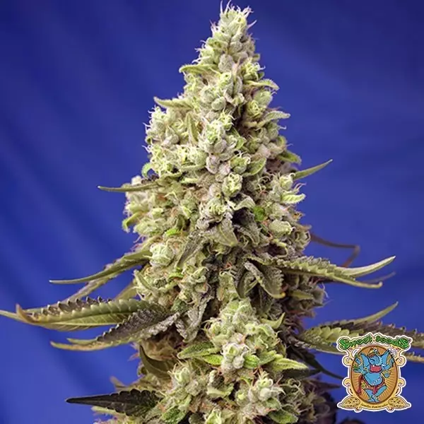 View Runtz XL Auto Sweet Seeds Autofloreciente - Grow Barato