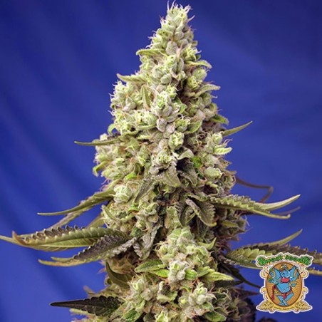 Runtz XL Auto Sweet Seeds Autofloreciente - Grow Barato