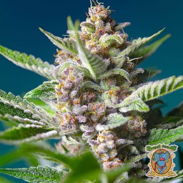 Purple Punch OG Marijuana Plant