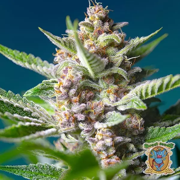 View Purple Punch OG de Sweet Seeds - Grow Barato