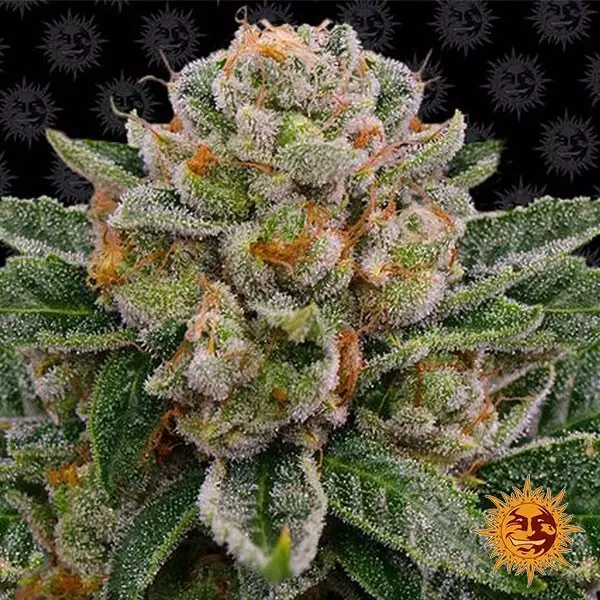 View Comprar Skywalker OG Auto Barney’s Farm - GB