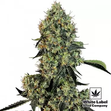 OG Kush White Label Feminized Seed - GB The Green Brand