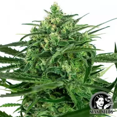 Sensi Amnesia Feminized Sensi Sementes - GB The Green Brand
