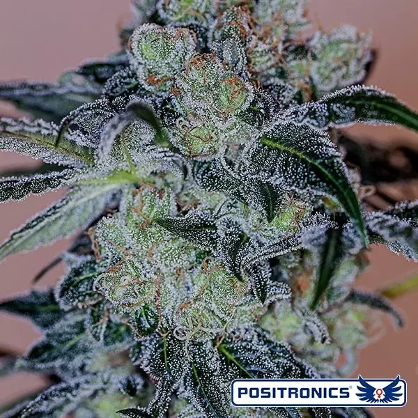 View Comprar Crazy Lazy de Positronics Seeds - Grow Barato