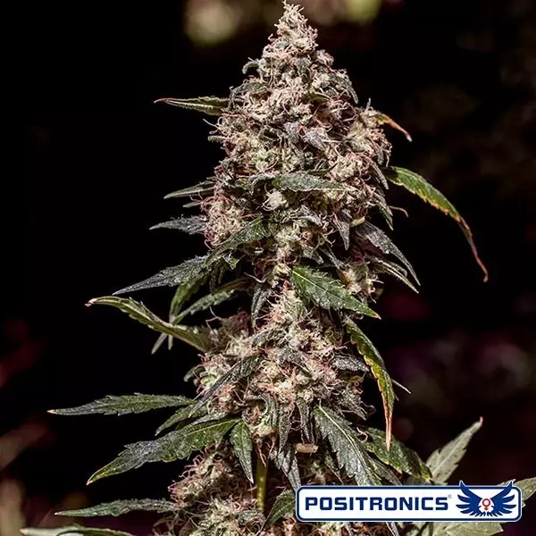 View CBD + 1:20 Marijuana Plant