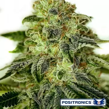 Glory OG Marijuana Plant