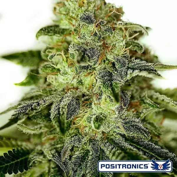 View Glória planta de maconha OG