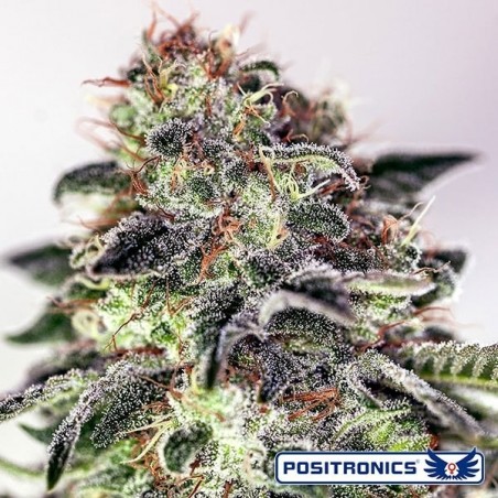 Sticky Dream