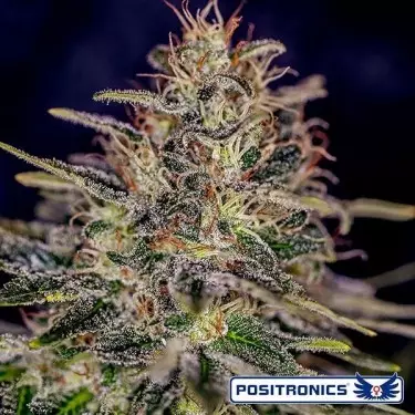 Lemon Trip Cannabis Plant