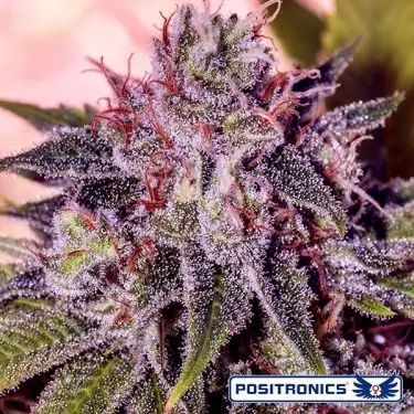 Planta de maconha do mestre gordo Kush