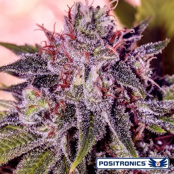 Planta de maconha do mestre gordo Kush