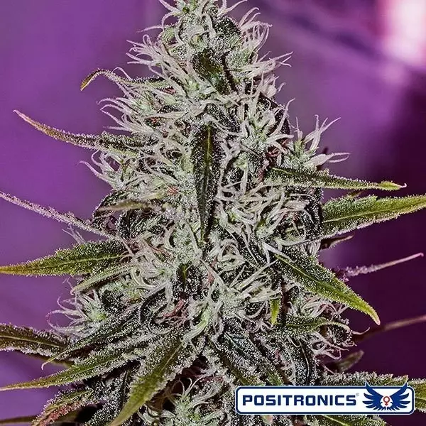 View One Love Haze planta de marihuana