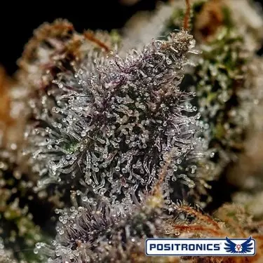 Chizpa Cannabis Plant