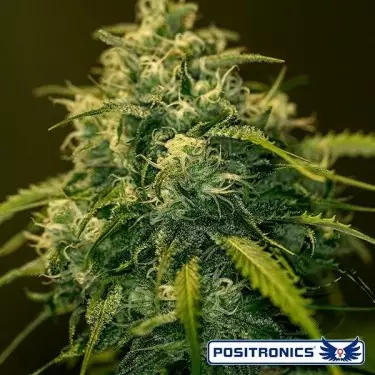 CBD+ Jack Planta de maconha diesel