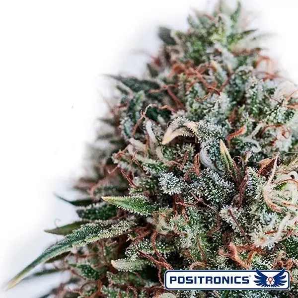 View CBD + Critical 47 de Positronics feminizada - Grow Barato