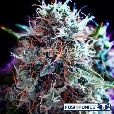 CBD+ Planta de maconha de Widow preto