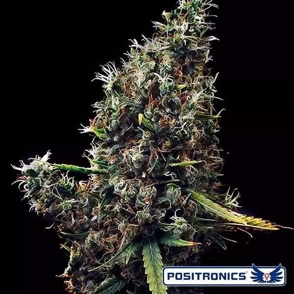 View Cum Laude marijuana plant