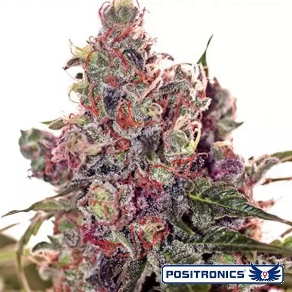 View Grapefruit de Positronics feminizado - GB The Green Brand