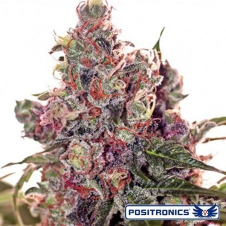 Grapefruit de Positronics feminizada - Grow Barato