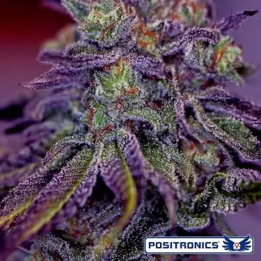 Blue Rhino marijuana plant