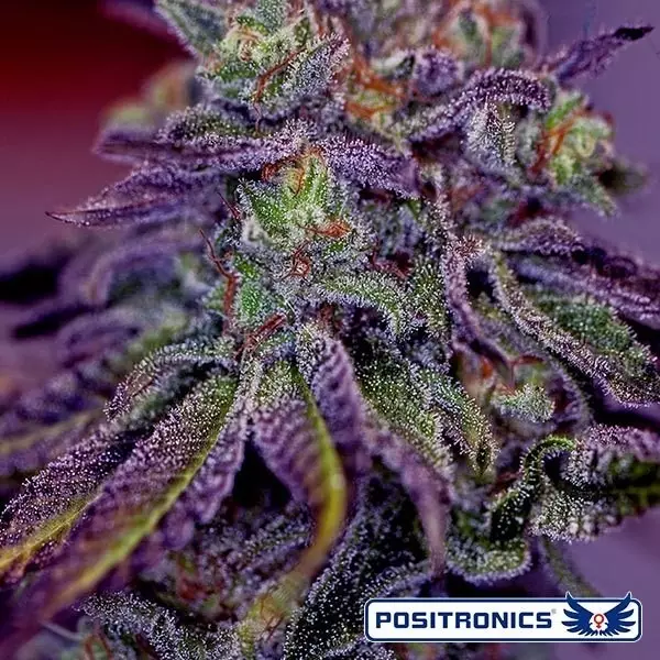View Blue Rhino de Positronics feminizada - Grow Barato