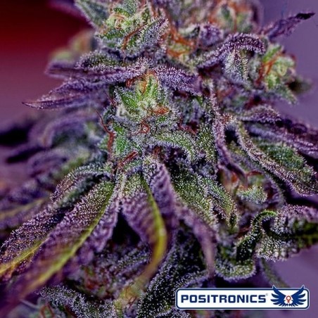 Blue Rhino de Positronics feminizada - Grow Barato