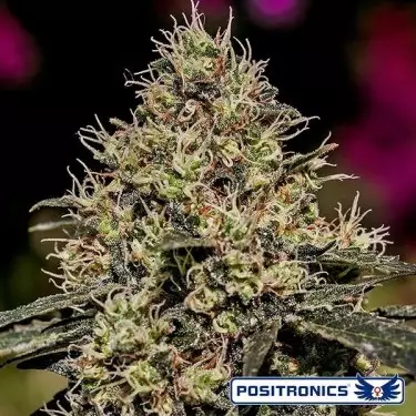 Critical 47 by Positronics - Grow Barato