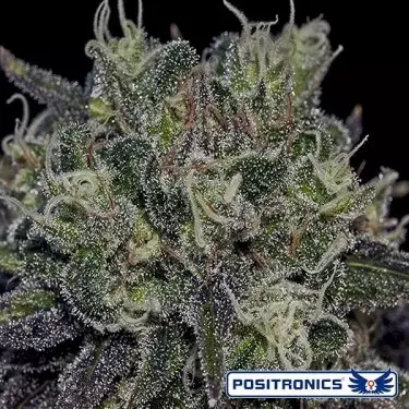 Black Widow marijuana plant