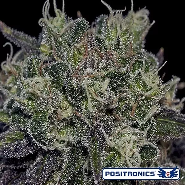 View Black Widow de Positronics feminizado - GB The Green Brand