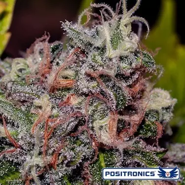 Caramelice cannabis plant