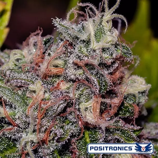 View Caramelice de Positronics Feminizada - GB The Green Brand