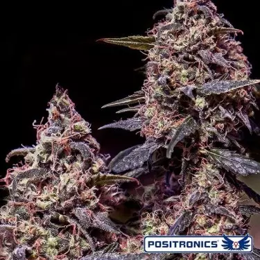 Somango 47 de Positronics feminizada - Grow Barato