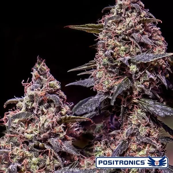 View Somango 47 de Positronics feminizada - Grow Barato