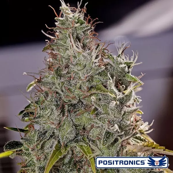 View Amnesia Mistery planta de maconha