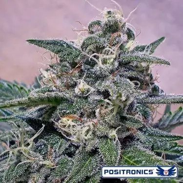 Supercheese cannabis plant
