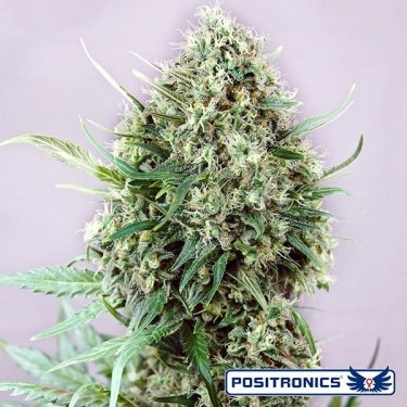 Jack Diesel cannabis plant