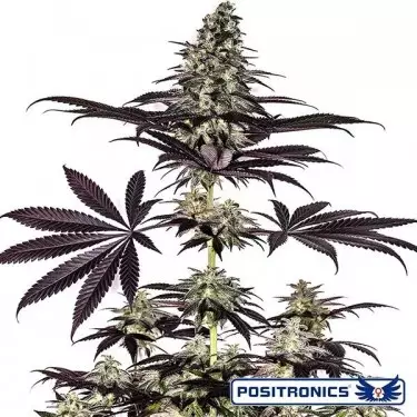 CBD + Caramelice Express Auto de Positronics - Grow Barato