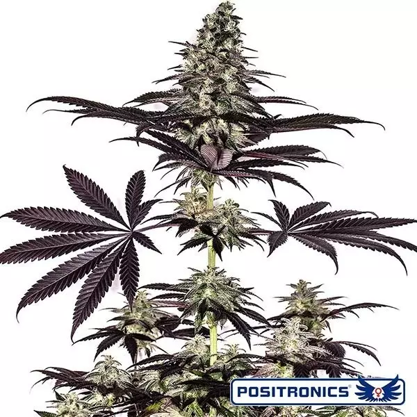 CBD + Caramelice Express Auto de Positronics - Grow Barato