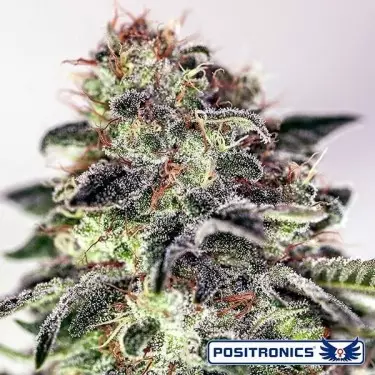 Sticky Dream Express Auto de Positronics - GB The Green Brand